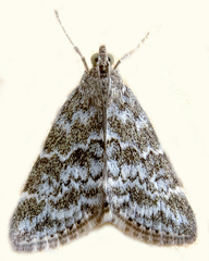 Evergestis sophialis