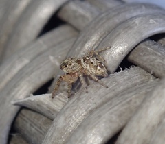 Macaroeris nidicolens