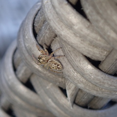 Macaroeris nidicolens