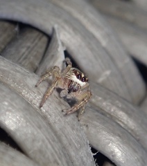 Macaroeris nidicolens