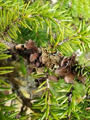 Pseudocyphellaria citrina