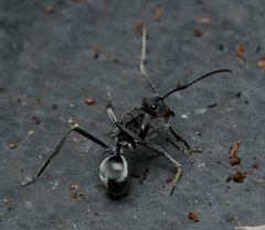 Polyrhachis sokolova