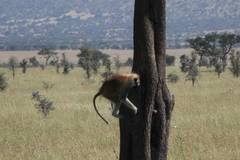 Erythrocebus baumstarki