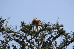 Erythrocebus baumstarki