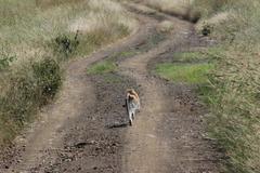 Erythrocebus baumstarki