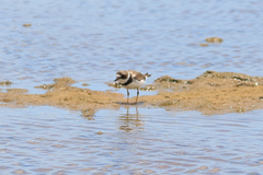 Charadrius semipalmatus