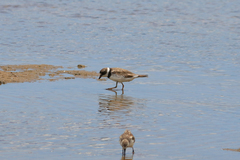 Charadrius semipalmatus