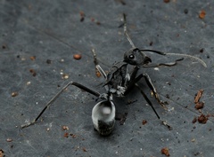 Polyrhachis sokolova