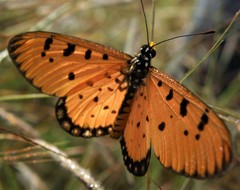 Acraea terpsicore