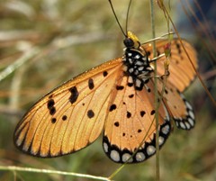 Acraea terpsicore