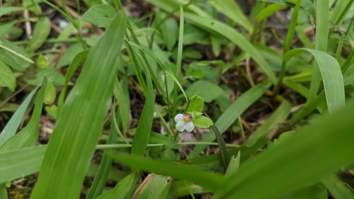 Image of Yamazakia pusilla by (c) Cheng-Te Hsu, some rights reserved (CC BY)