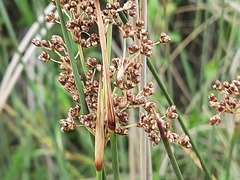 Juncus maritimus