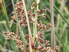 Juncus maritimus