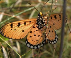 Acraea terpsicore