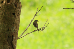 Geothlypis semiflava