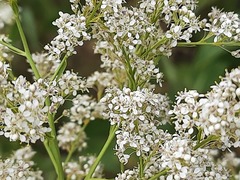 Lepidium latifolium