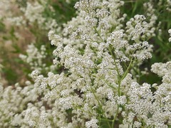Lepidium latifolium
