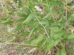Lepidium latifolium