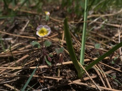 Erythranthe trinitiensis