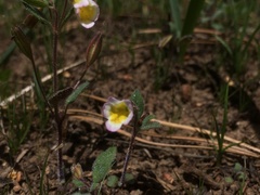 Erythranthe trinitiensis