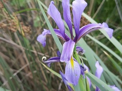 Iris pseudonotha