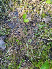 Ptychostomum weigelii