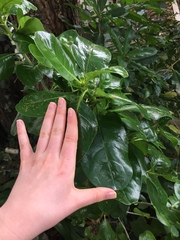 Coprosma repens