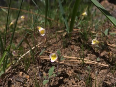 Erythranthe trinitiensis