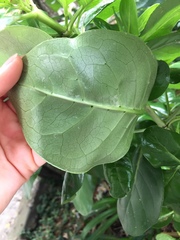 Coprosma repens