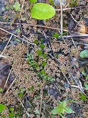 Ptychostomum weigelii