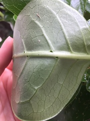 Coprosma repens