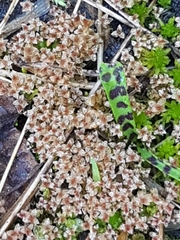 Ptychostomum weigelii