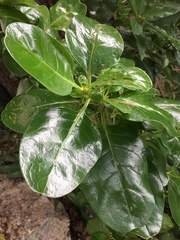 Coprosma repens