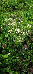 Brassicaceae