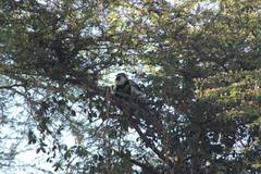 Colobus guereza matschiei