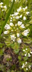 Brassicaceae