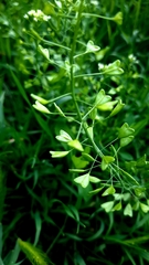 Brassicaceae