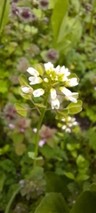 Brassicaceae