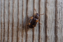 Mycetophagus quadriguttatus