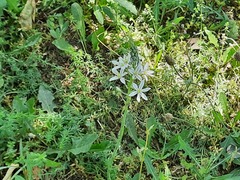 Ornithogalum ponticum