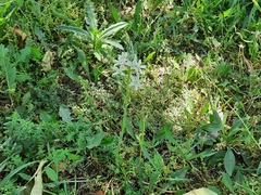 Ornithogalum ponticum