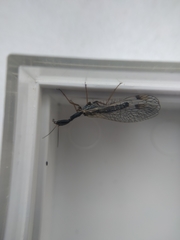 Dichrostigma flavipes