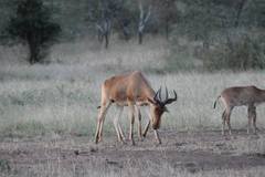Alcelaphus buselaphus cokii