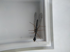 Dichrostigma flavipes