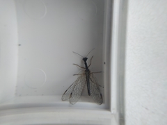 Dichrostigma flavipes