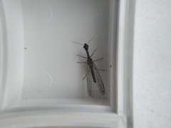 Dichrostigma flavipes