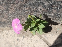 Petunia × atkinsiana