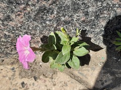 Petunia × atkinsiana