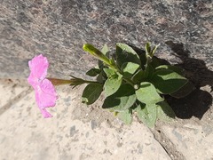 Petunia × atkinsiana