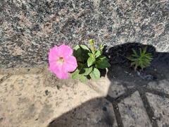 Petunia × atkinsiana